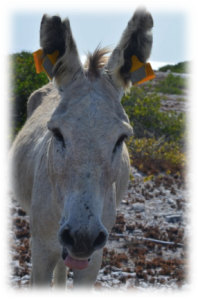 Bonaire Donkey