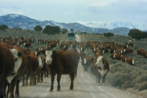Cattle arriving after wild horses rounded up — 2011 Antelope Valley (photo: Terry Fitch)